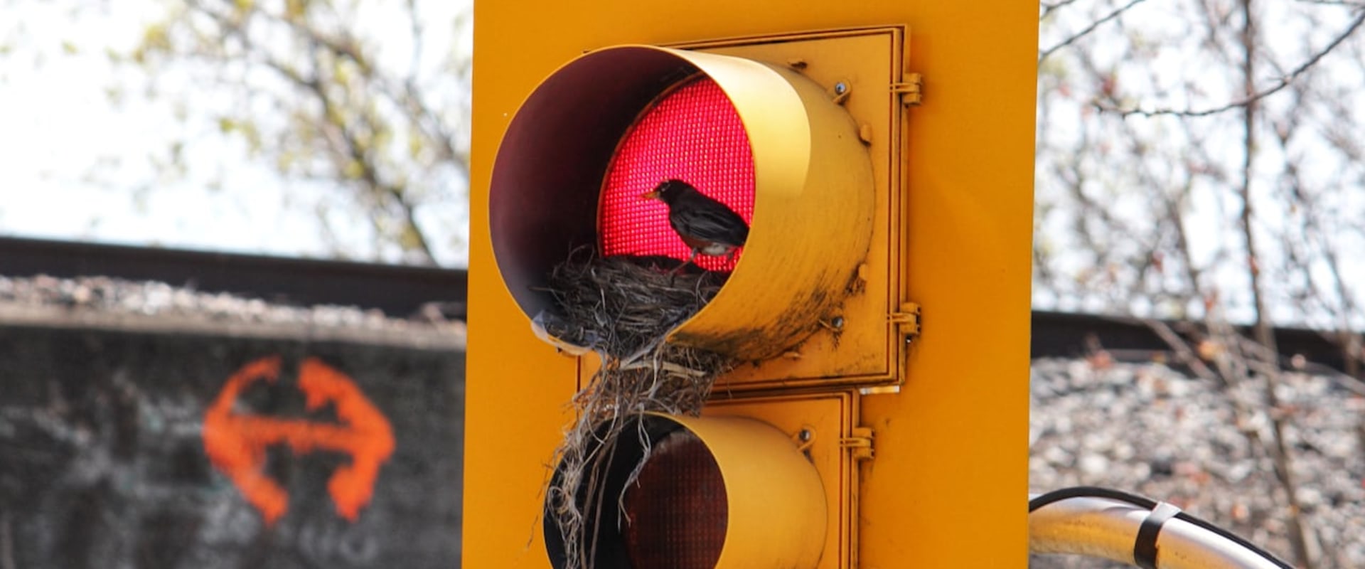 The Oxford Traffic Light System – What You Need To Know